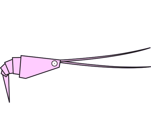 Crevette