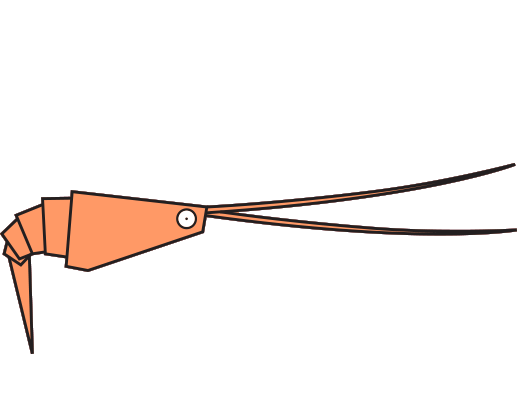 Crevette