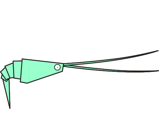 Crevette