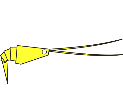 Crevette