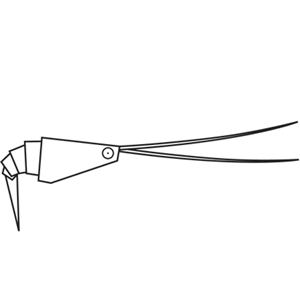 Crevette
